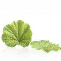 SPRING LEAF GREEN 77687